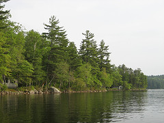 pines at lake image